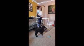 Cute Toy Poodle passes items to her disabled child owner