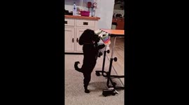Cute funny black toy poodle walking on hind legs