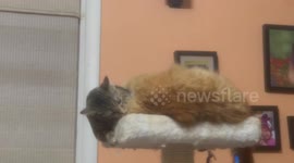 Two cute cats wrestling… until one falls to her doom!