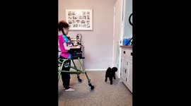 Little girl with a physical disability teaches her cute toy poodle to open a door for her
