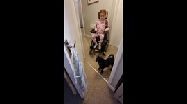 Little girl in a wheelchair teaches her cute toy poodle to close a door on command