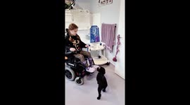Little girl in a wheelchair teaches her cute toy poodle dog to pull a door open for her