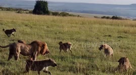 Epic moment lion fights 30 hyenas