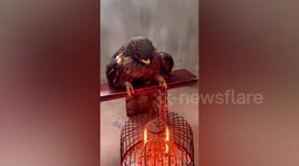 Woman herding sheep rescues eagle from watery ditch in China