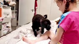 Dog helps girl with muscular dystrophy pick up items, close doors and even pull her socks off