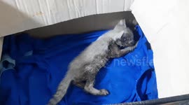 Rescue team break through apartment's wall to save kitten stuck inside for three days