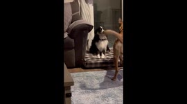 Shy Aussie Shepherd finds out that making new friends can be a RUFF task