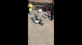 Intelligent Samoyed drives toy car with boy as its passenger