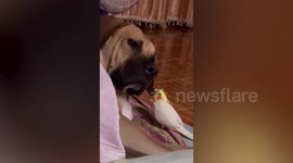 Playful pet bird pesters sleeping dog