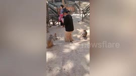 Tourists feeds monkeys living around volcano in Myanmar