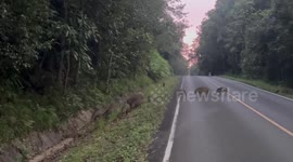 Wild boar family holds up traffic to cross road in Thailand