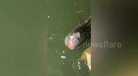 'Headless' fish remains alive despite losing eyes and mouth