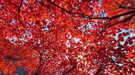 Forests in central China resemble autumnal palette in beautiful drone footage