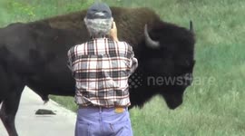 Large bison charges toward photographer getting too close for comfort