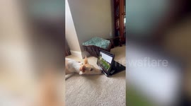 Dog obsessed with horses teaches herself how to watch videos of the animals on owner's iPad