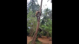 climbing technique to pick coconuts, amazing