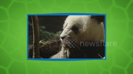 An All Grown Up Mr. Wu, the Baby Panda Taking the World By Storm