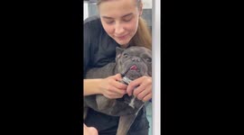 French bulldog perfectly content as he undergoes grooming session