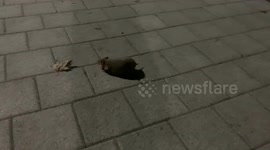 Rabid hamster acting CRAZY, spins around in the middle of the park!