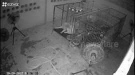 Pet dogs jolted awake by earthquake as it hits northern Thailand