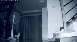 Chihuahua wakes up terrified during earthquake in Thailand