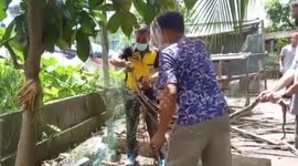 Python attacked by ants when it was stuck in chicken coop's net rescued in Thailand