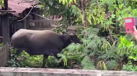 Escaped buffalo rampages through buildings attacking workers on farm in Thailand