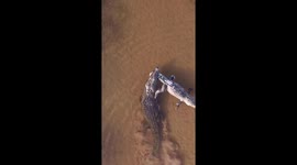 Crocodile effortless drags rival's carcass through mangrove swamp in Mexico