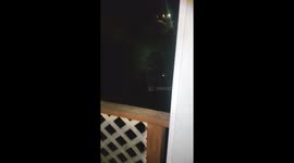 Hilarious conversation between exhausted homeowner and bear wrecking his bins