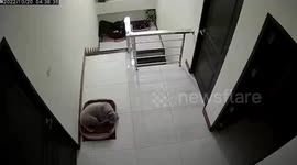 Pet dogs panic as magnitude 4.1 earthquake jolts home in Thailand