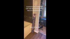 Mum returns from holiday to find 'contractor trapped cat inside DRYWALL'