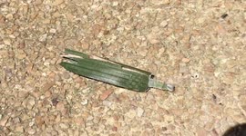 Crafty caterpillar disguises itself using green leaf