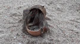 Tourist enjoys watching hermit crabs crawl along beautiful Thai beach