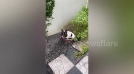 Pet French bulldog cools off in water-filled basin