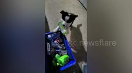 Eco-warrior pup is trained to pick up discarded plastic bottles