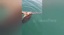 Rescuers free stranded green sea turtle stuck in fishing net in Thailand