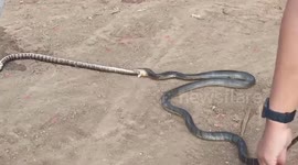 Disgusting moment cobra regurgitates rat snake while being caught by rescuers