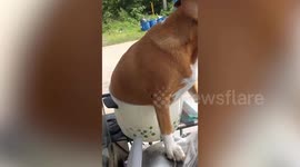 Clever pet dog uses rice cooker pot as motorcycle seat