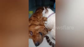 Pampered Golden Retriever receives massage from feline best friend