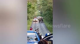 Wild elephant hold up drivers in long traffic jam when it walks along road