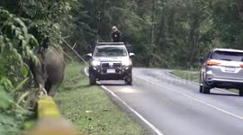 Park rangers guide mother and baby elephant off road in Thailand