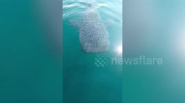 Friendly whale shark follows tourist boat in Myanmar