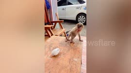 Adorable moment pet baby monkey and hamster meet for the first time