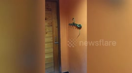 Restaurant customer in shock after finding three mating snakes inside toilet