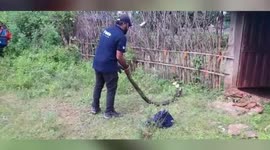 Massive cobra rescued from populated area in central India