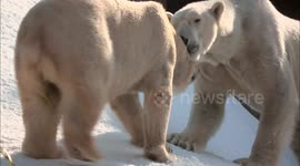 Massive mound of snow makes for perfect playpen for polar bears