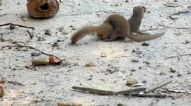 Joyful Mongoose Babies Play with Siblings in the Sunshine Near a Pond