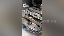 Saving his bacon: Pig rescued after getting trapped in car bonnet