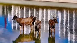 Rare white-lipped deer spotted in southwestern China