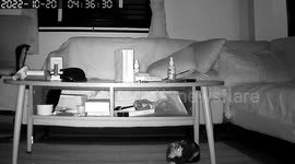 Pet cats hide under sofa when magnitude 4.1 quake hits their home in Thailand.